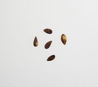 Mutsu Apple seeds
